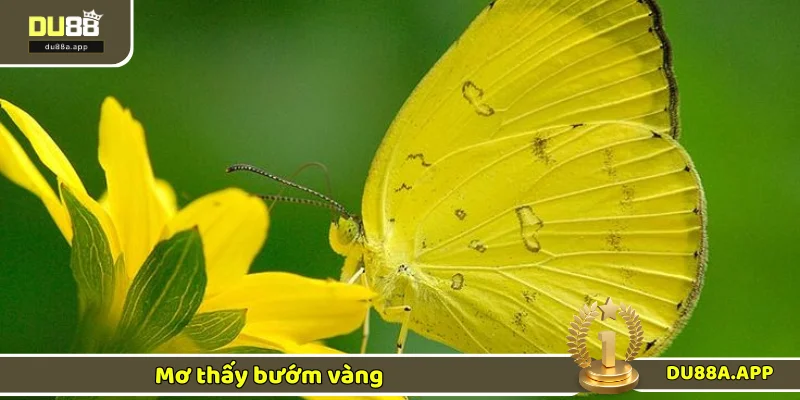 Điềm báo liên quan đến mộng điệp vàng