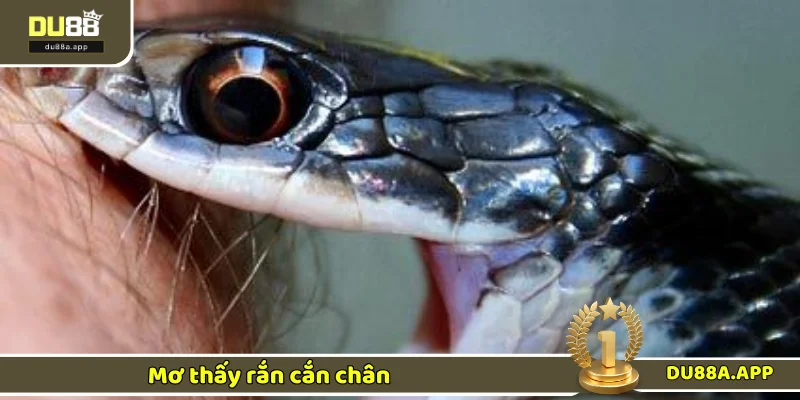 Thông điệp của chiêm bao thấy rắn cắn chân